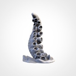 THE KRAKEN | Txarli Factory